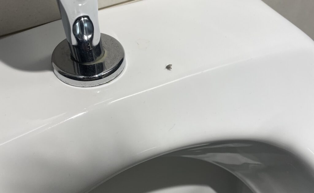 drain fly