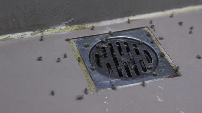 Drain fly control service